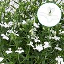 Bild von Lobelia P12 White